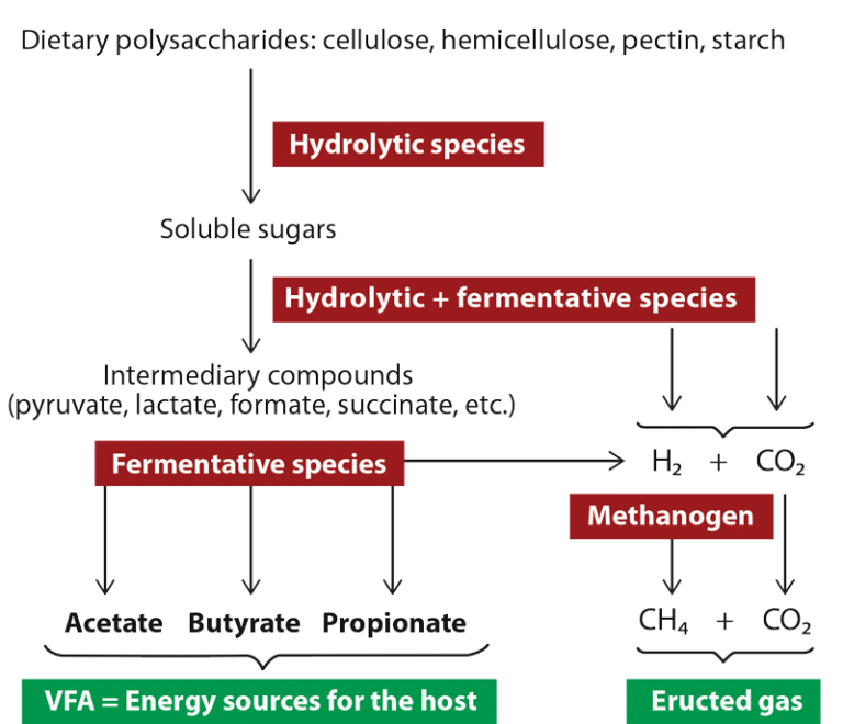 Rumen Fermentation | Rumen Microorganisms