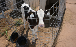 photo of a calf