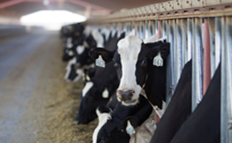 feeding behavior in adult dairy cattle