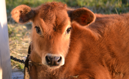 Nutritional regulation of gut function in dairy calves: From colostrum to weaning