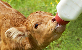 Importance of colostrum supply and milk feeding intensity on gastrointestinal and systemic development in calves