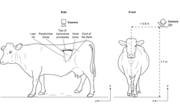 Automated assessment of reticulo-ruminal motility in dairy cows using 3-dimensional vision