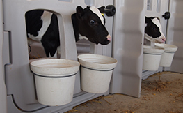 Ruminal in situ disappearance and whole-tract digestion of starter feeds in calves before, during, and after weaning