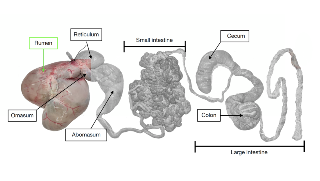 The different parts of the ruminant digestive system