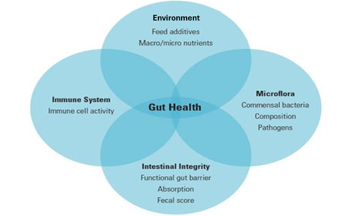 The components of a healthy ruminant digestive system