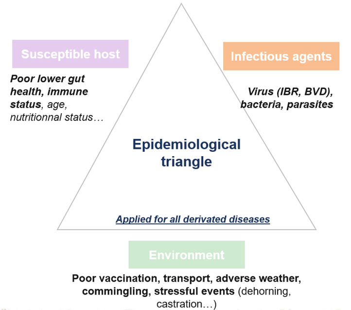 The place of the ruminant digestive system in the epidemiological triangle associated with ruminant infectious diseases, like bovine respiratory disease