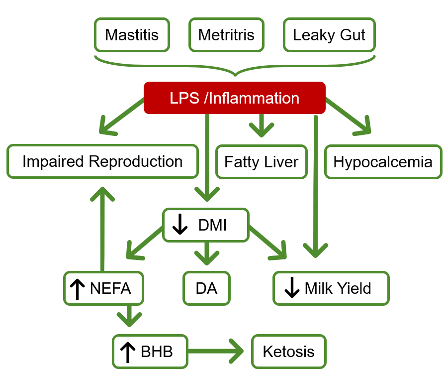 Common association between inflammation and cows in transition disorders