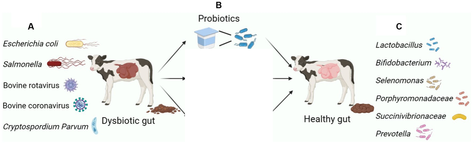 Pathogenic microorganisms causing calf diarrhea compared with commensal bacteria making up a healthy ruminant lower gut microbiota