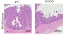 Pictures of intestinal sections from calves exposed to intramuscular injections of saline (CTL) or 2.4 mg/kg of indomethacin (INDO-H) every 12 h, for 48 h