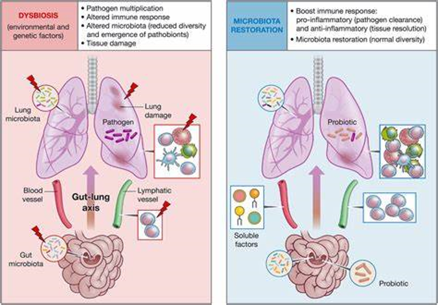 A model of ruminant lower gut microbiota interaction along the gut-lung axis in the context of pulmonary infectious diseases: impact of imbalance through microbiota restoration