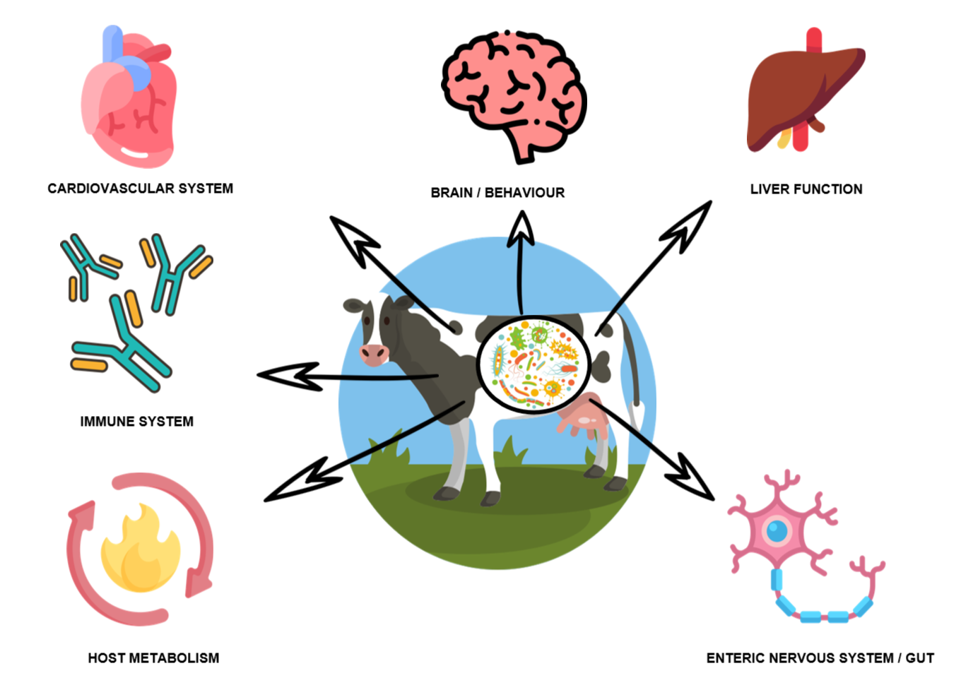 Effects of ruminant lower gut microbiota on remote organs of the ruminant digestive system