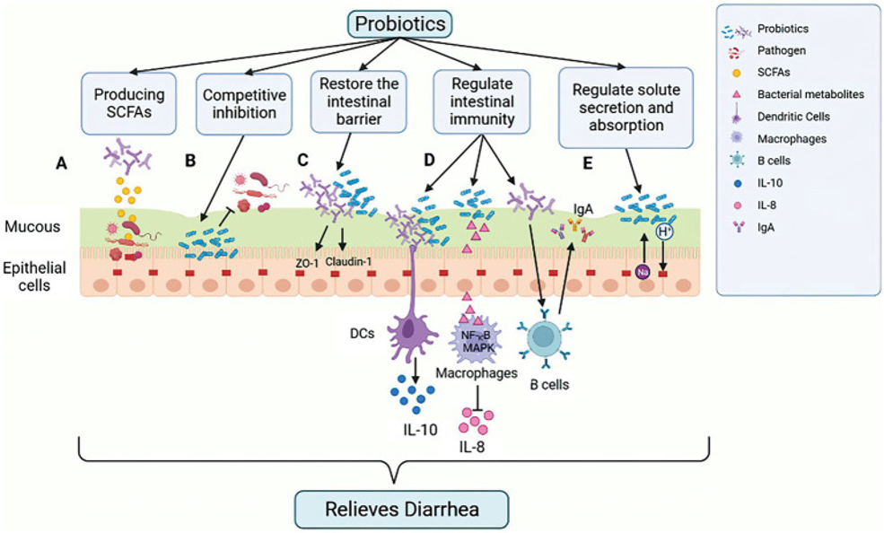 Mechanisms of action of probiotics on the ruminant digestive system