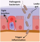 Breakdown of tight junctions, transport of pathogens and activation of inflammatory responses