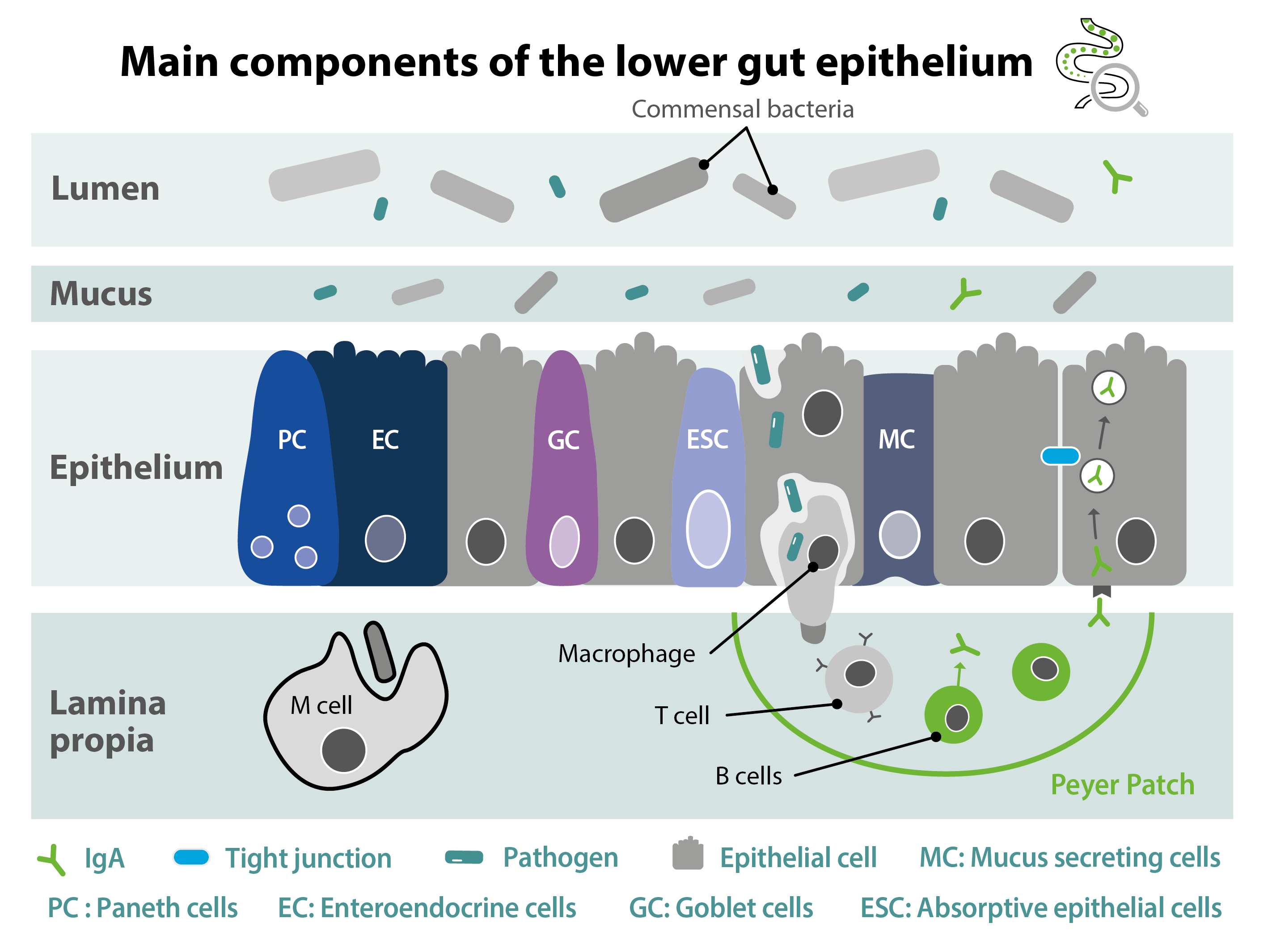 Characteristics of ruminant lower gut biology